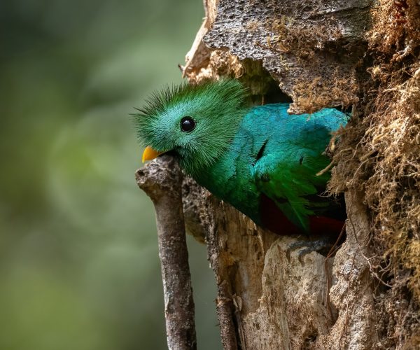 A Quetzal in Costa Rica